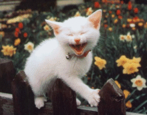 gif animata divertente: gatto sorridente