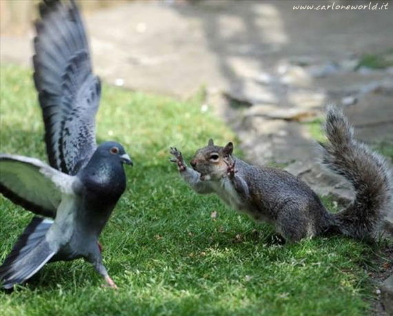 scoiattolo contro piccione