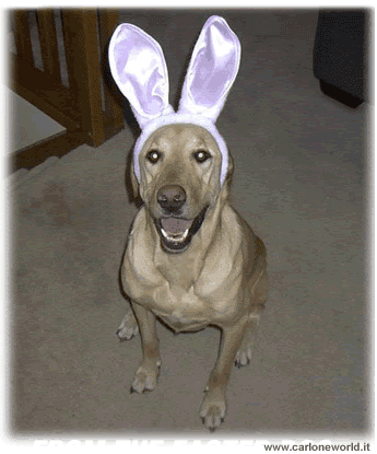 Divertente immagine Pasqua: cane con orecchie da coniglio pasquale